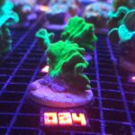 Pavona decussata (034)