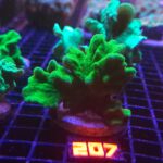 Pavona decussata (207)