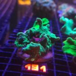 Pavona decussata (191)