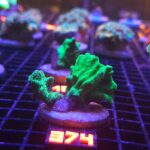 Pavona decussata (374)