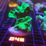 Pavona decussata (045)