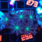 Clavularia Papaya (296)