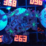 Clavularia Papaya (263)