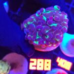 Euphyllia paraancora Purple tip 3h (288)