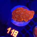 Acanthastrea Neon Red (118)