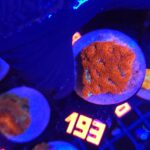Acanthastrea Neon Red (193)