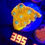 Acanthastrea Honey Gold (395)