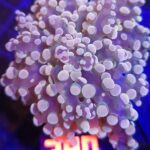 Euphyllia paradivisa GOLD 1h (380)
