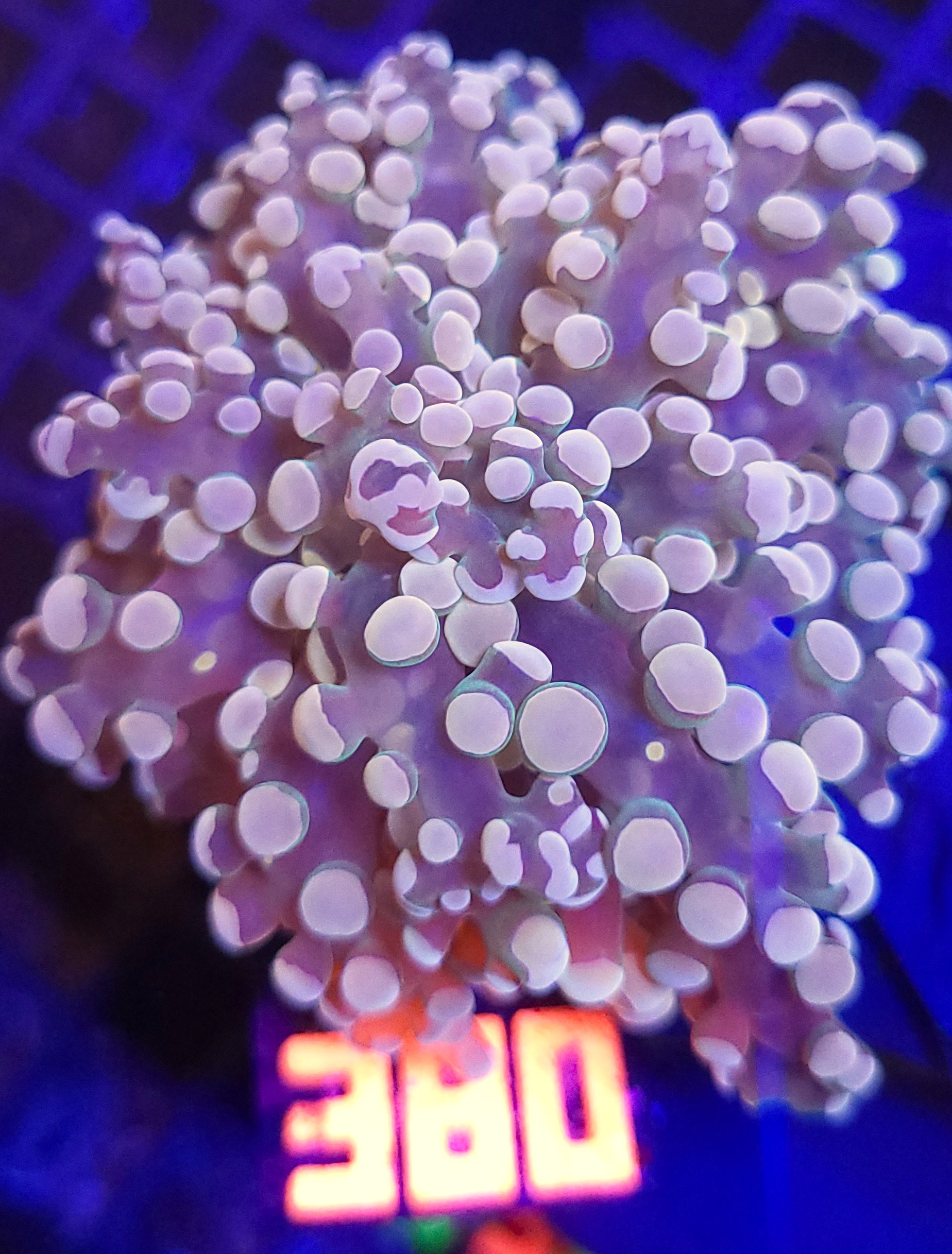 20260527_112848 Euphyllia paradivisa GOLD 1h (380) - obrazek 1