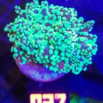 Euphyllia paradivisa green 1h (027)