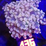 Euphyllia paradivisa GOLD 1h (136)