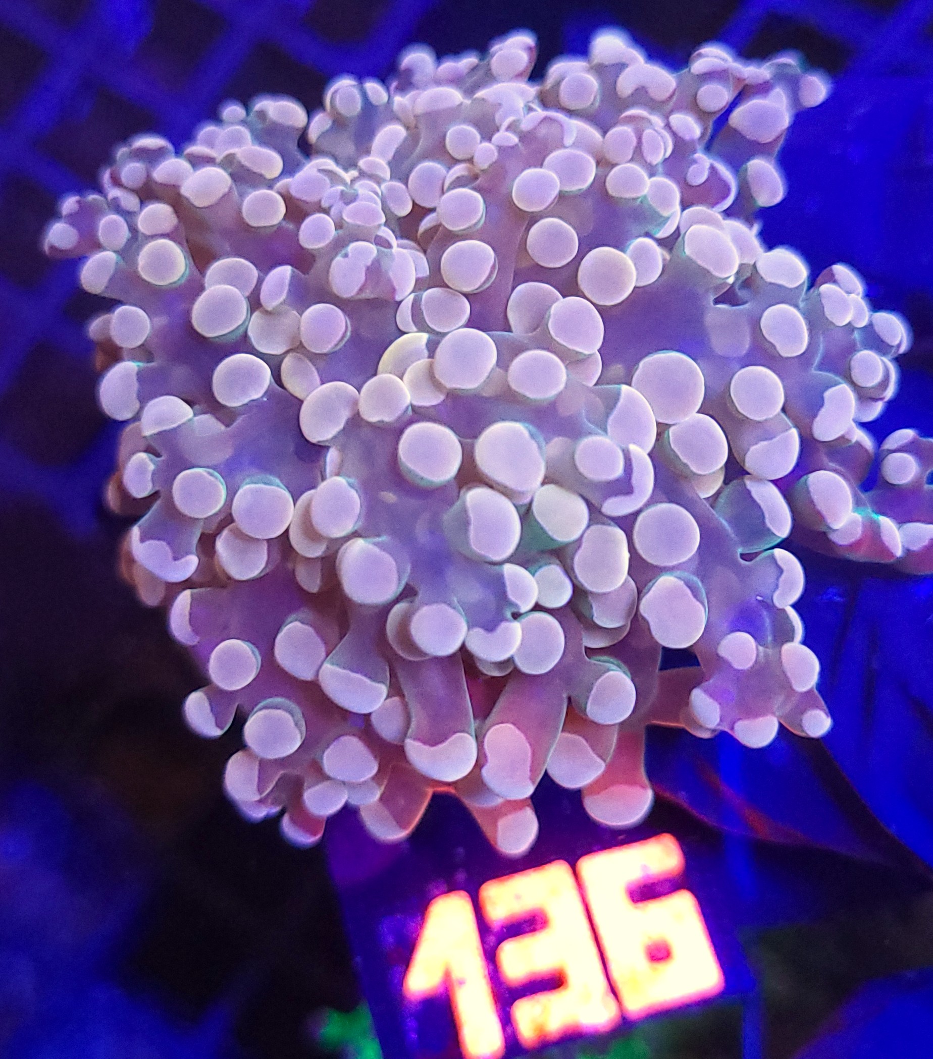 20260527_112915 Euphyllia paradivisa GOLD 1h (136) - obrazek 1