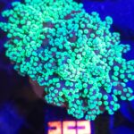Euphyllia paradivisa green 2h (252)