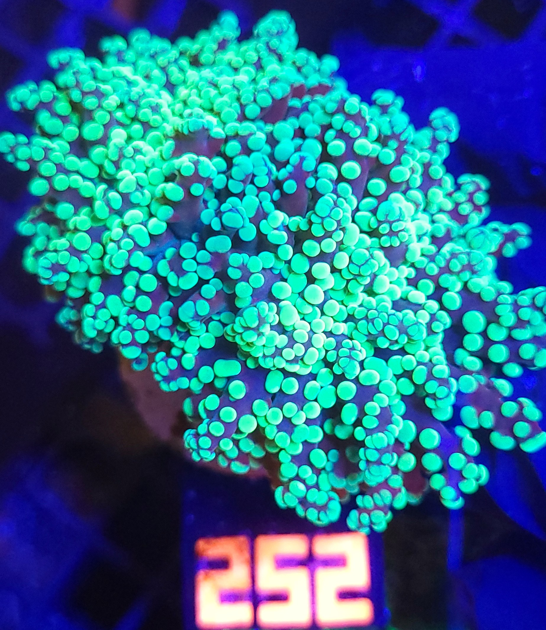 20260527_112936 Euphyllia paradivisa green 2h (252) - obrazek 1