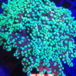 Euphyllia paradivisa green 3h (230)