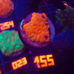 Acanthastrea Neon Red (155)