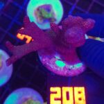 Montipora digitata red (208)