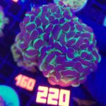 Euphyllia paraancora Purple tip 4h (220)