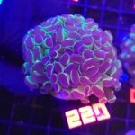 Euphyllia paraancora 2h (220)