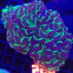 Euphyllia paraancora Purple tip 4h (220)