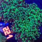 Euphyllia paradivisa green 3h (221)