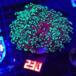 Euphyllia paradivisa green 3h (230)