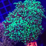 Euphyllia paradivisa green 3h (230)