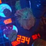 Discosoma watermelon (234)