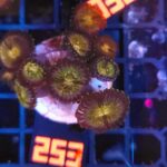 Zoanthus Nirvana Premium (253)
