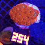 Acanthastrea Neon Red (254)