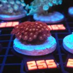 Goniopora „Mickey Mouse” (255)