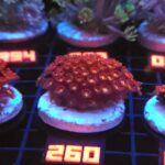 Goniopora „Mickey Mouse” (260)