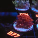 Goniopora „Mickey Mouse” (277)