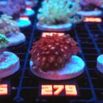 Goniopora „Mickey Mouse” (279)