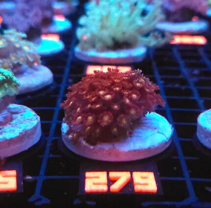 Goniopora „Mickey Mouse” (279)