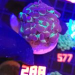 Euphyllia paraancora 2h (288)