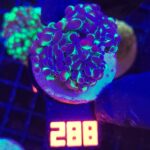 Euphyllia paraancora Purple tip 3h (288)