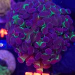 Euphyllia paraancora Purple tip 4h (288)
