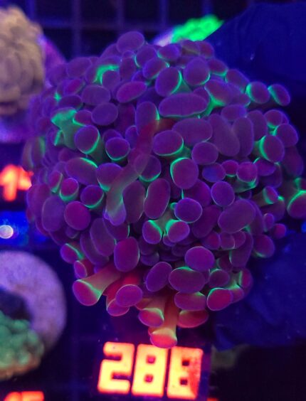 Euphyllia paraancora Purple tip 4h (288)