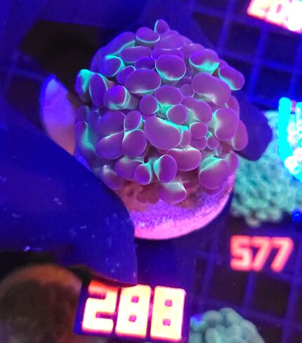 Euphyllia paraancora 2h (288)