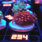 Goniopora „Mickey Mouse” (294)