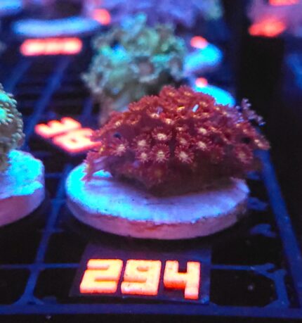 Goniopora „Mickey Mouse” (294)