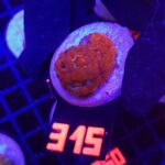 Acanthastrea Neon Red (315)