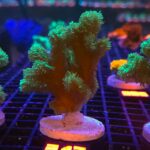 Hydnophora rigida (317)