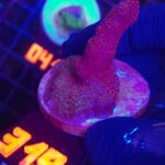 Montipora digitata red (319)