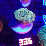 Euphyllia paraancora 2h (335)