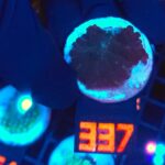 Rhodactis inchoata (337)