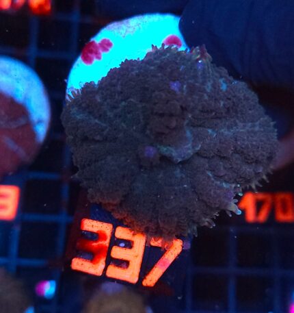 Rhodactis inchoata (337)