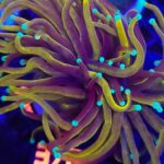 Euphyllia glabrescens Golden Mint Torch 2h (376)