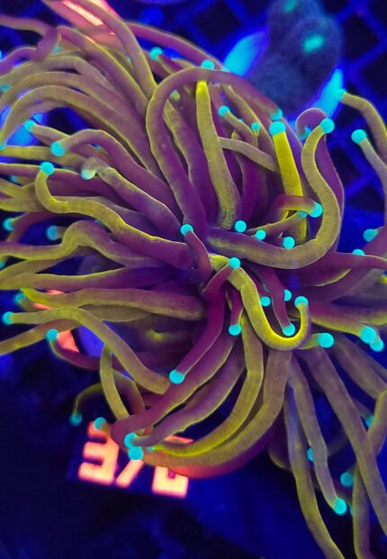 Euphyllia glabrescens Golden Mint Torch 2h (376)